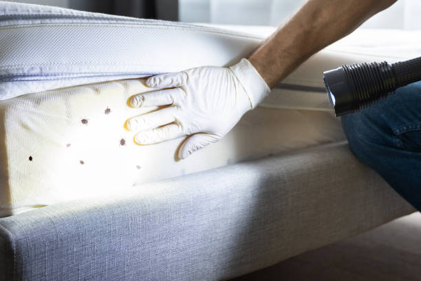 Best Wasp Removal Services  in Oill, NE