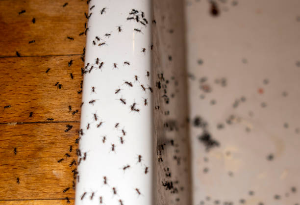Best Pest Inspection Near Me  in Oill, NE