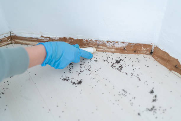 Best Cockroach Control Services  in Oill, NE