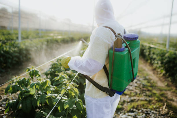 Best Wasp Removal Services  in Oill, NE